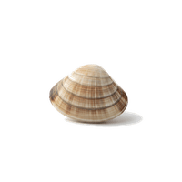 はまぐり