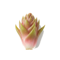 みょうがの葉