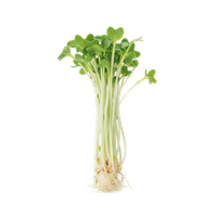 かいわれ大根