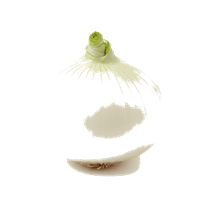 新玉ねぎ